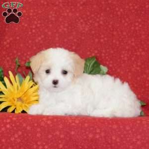 Tulip, Maltipoo Puppy